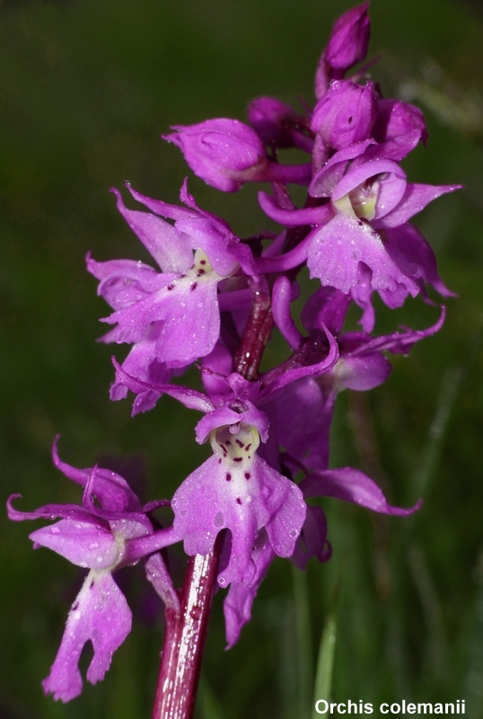 Il lago di Campotosto, orchidee, maltempo eschiarite! maggio/giugno 2023.